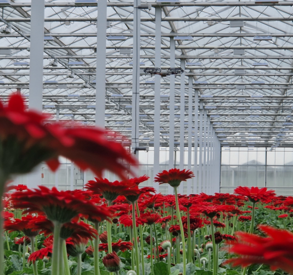 Drone flying autonomously in a greenhouse to monitor the crop.